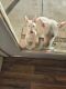 Bull Terrier Puppies for sale in 43808 3rd St E, Lancaster, CA 93535, USA. price: $1,250