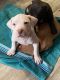 Bull Terrier Puppies for sale in 40037 Sunshine Ln, Caledonia, MS 39740, USA. price: $350