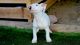 Bull Terrier Puppies for sale in San Bernardino, CA, USA. price: NA