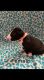Bull Terrier Puppies for sale in Fox Lake, IL, USA. price: $1,900
