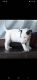 Bull Terrier Puppies for sale in San Fernando, CA, USA. price: NA