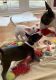 Bull Terrier Puppies for sale in California City, CA, USA. price: $500