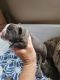 Bull Terrier Puppies for sale in Ocean Springs, MS 39564, USA. price: $7,500