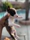 Bull Terrier Puppies for sale in Hemet, CA, USA. price: NA