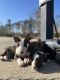 Bull Terrier Puppies for sale in Elizabethtown, NC 28337, USA. price: $1,200