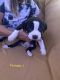 Bull Terrier Puppies for sale in East, Tucson, AZ 85714, USA. price: NA