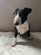 Bull Terrier Puppies for sale in Buffalo Grove, IL, USA. price: $1,500