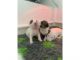 Bull Terrier Puppies for sale in Pittsburgh, PA, USA. price: NA