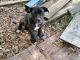 Bull Terrier Puppies for sale in Cocoa, FL 32927, USA. price: NA