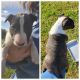 Bull Terrier Puppies for sale in Boiling Springs, SC 29316, USA. price: $1,000