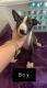 Bull Terrier Puppies for sale in Chandler, AZ, USA. price: $500