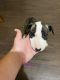 Bull Terrier Puppies for sale in Las Cruces, NM, USA. price: NA