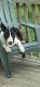 Bull Terrier Puppies for sale in Martinsburg, WV 25403, USA. price: NA