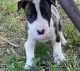 Bull Terrier Puppies for sale in New York, NY, USA. price: $650