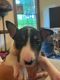 Bull Terrier Puppies for sale in Rocky Mount, NC, USA. price: NA