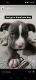 Bull Terrier Puppies for sale in N Judson St, Philadelphia, PA 19130, USA. price: $700