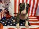 Bull Terrier Puppies for sale in Martinsville, OH 45146, USA. price: $2,000