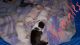 Bull Terrier Puppies for sale in Missoula, MT 59803, USA. price: NA