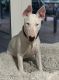Bull Terrier Puppies for sale in Miami, FL 33185, USA. price: NA