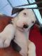 Bull Terrier Puppies for sale in Lamar, CO 81052, USA. price: NA