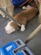 Bull Terrier Puppies for sale in LaGrange, GA, USA. price: NA
