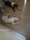 Bull Terrier Puppies for sale in Princeton, FL 33032, USA. price: $100