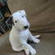 Bull Terrier Puppies for sale in San Antonio, TX, USA. price: $1,000