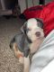 Bull Terrier Puppies for sale in Round Rock, TX, USA. price: NA