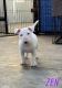 Bull Terrier Puppies for sale in Los Angeles, CA 90001, USA. price: $1,200