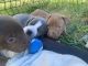 Bull Terrier Puppies for sale in St Paul, MN, USA. price: $300
