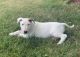 Bull Terrier Puppies for sale in Norwalk, IA 50211, USA. price: $950