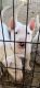Bull Terrier Puppies for sale in Shadow Hills, CA 91040, USA. price: NA