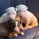 Bull Terrier Puppies for sale in Northern California, CA, USA. price: $1,800