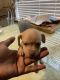Bull Terrier Puppies for sale in 230 Uvalde Rd, Houston, TX 77015, USA. price: NA