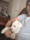 Bull Terrier Puppies for sale in Cedar Park, TX, USA. price: $500