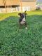Bull Terrier Puppies for sale in Hermiston, OR 97838, USA. price: $1,500