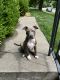 Bull Terrier Puppies for sale in 1003 Clayborne Rd, Louisville, KY 40214, USA. price: NA