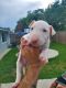 Bull Terrier Puppies for sale in Richmond, TX, USA. price: NA