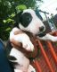 Bull Terrier Puppies for sale in New Castle, DE 19720, USA. price: $1,500