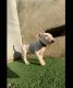 Bull Terrier Puppies for sale in Los Angeles, CA, USA. price: $700
