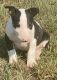 Bull Terrier Puppies for sale in Chapman, KS 67431, USA. price: $2,000