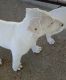 Bull Terrier Puppies for sale in Huntsville, TX, USA. price: $500