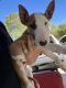 Bull Terrier Puppies for sale in Pearland, TX, USA. price: NA