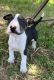 Bull Terrier Puppies for sale in Centereach, NY, USA. price: NA
