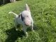Bull Terrier Puppies for sale in Rockford, IL, USA. price: NA
