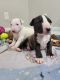 Bull Terrier Puppies for sale in Oakland Park, FL 33304, USA. price: $1,000