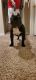 Bull Terrier Puppies for sale in Carrollton, TX 75010, USA. price: NA