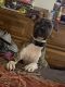 Bull Terrier Puppies for sale in 251 Richardson St SW, Atlanta, GA 30312, USA. price: NA