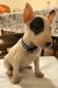 Bull Terrier Puppies for sale in Palmdale, CA 93552, USA. price: NA