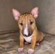 Bull Terrier Puppies for sale in 4141 St Bernard Ave, New Orleans, LA 70122, USA. price: NA